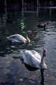 "Swans at Dusk"