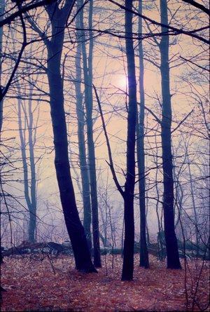 "Burning Leaves"